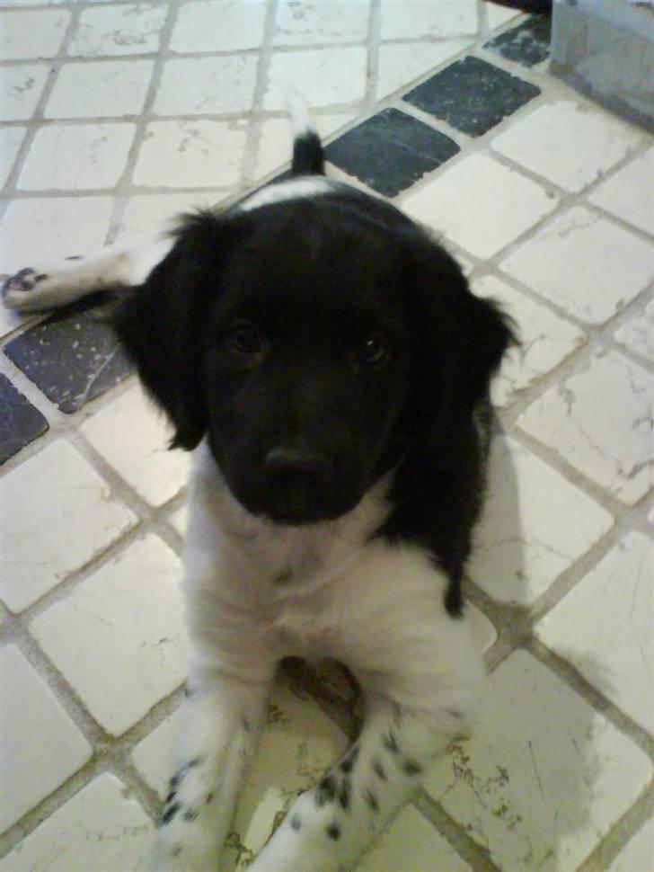 Stabijhoun Bella - bella da vi næsten lige havde købt hende billede 10