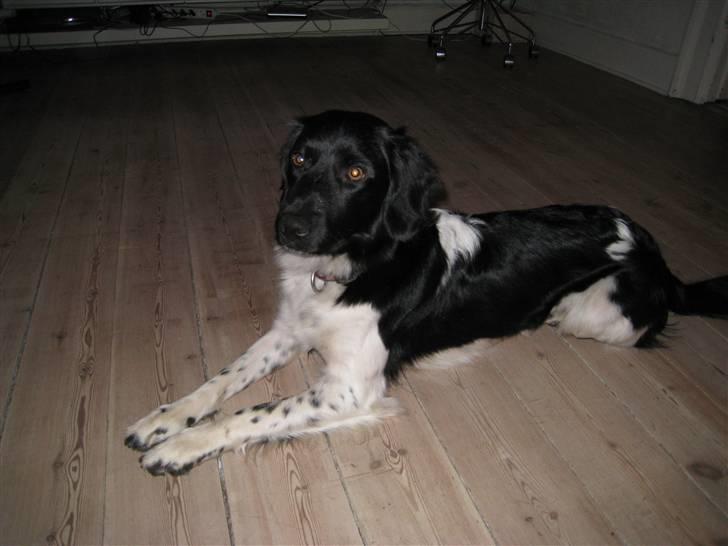 Stabijhoun Bella billede 11