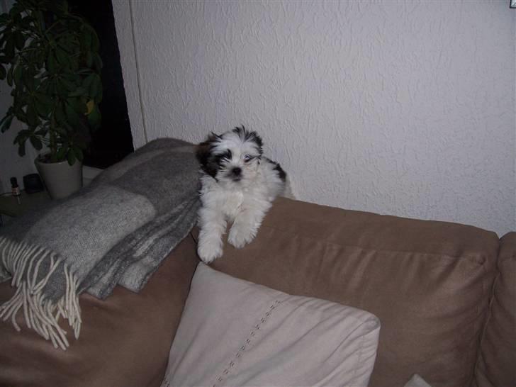 Lhasa apso Fiona R.i.P Fiona 28/09-2018 - Øh hvad sker der, er der mad..?? billede 15