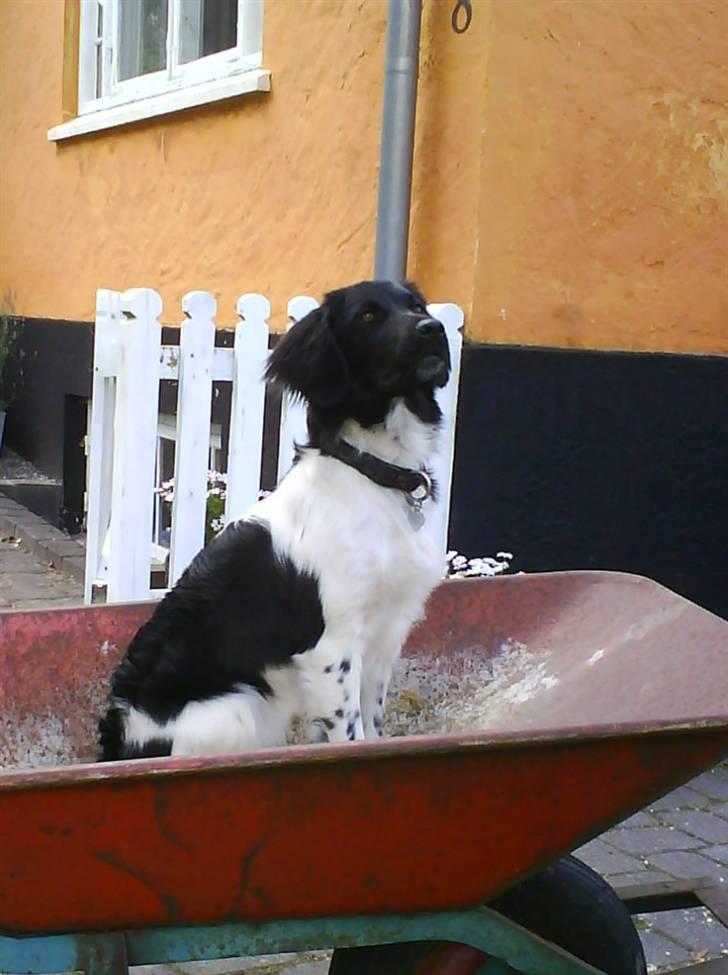 Stabijhoun Bella - bella i vores trillebør!!! billede 12