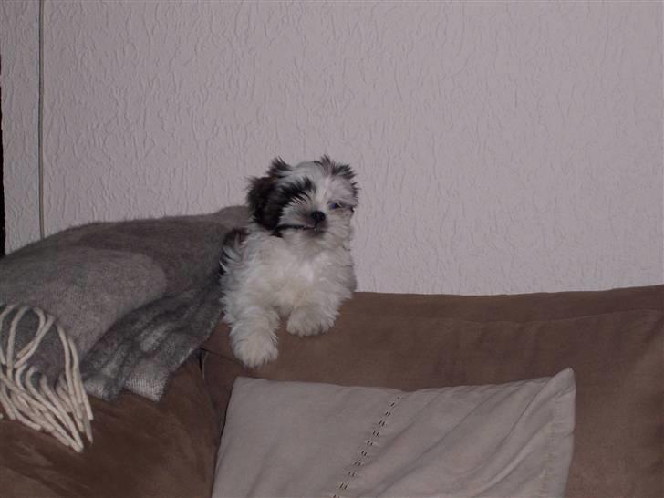 Lhasa apso Fiona R.i.P Fiona 28/09-2018 - Sker der slet ikke nodt. billede 16