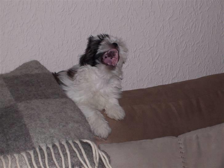 Lhasa apso Fiona R.i.P Fiona 28/09-2018 - Nå men jeg kan da også bare ligge mig til at sove, det har jo været en hård dag. billede 17