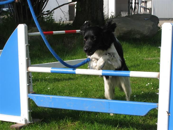 Stabijhoun Bella - springer med bella på capa billede 13