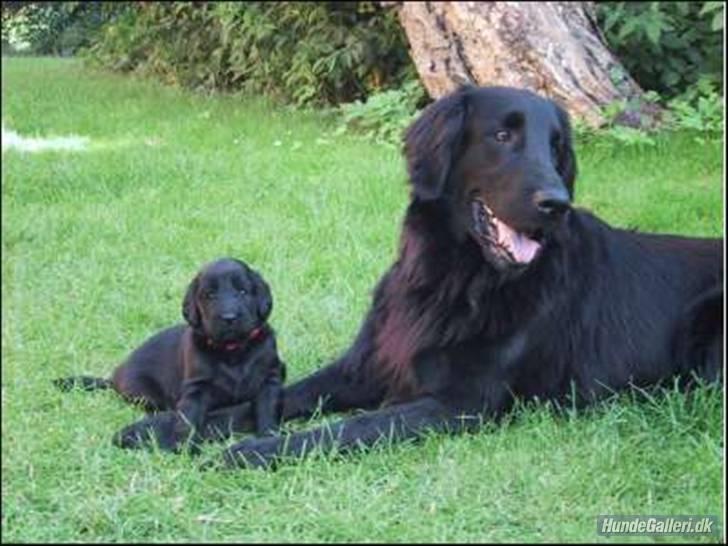 Flat coated retriever Smilla R.I.P <3.. - smilla ligger sammen med laika (laika er smillas hvalp) billede 1