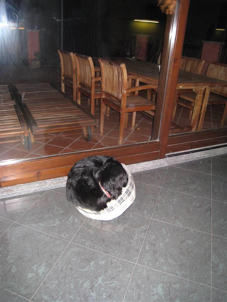 Flat coated retriever Smilla R.I.P <3.. - smilla ligger i bellas meget lille kurv...   frække smilla haha billede 2