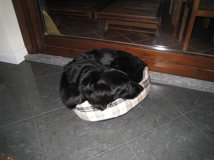 Flat coated retriever Smilla R.I.P <3.. - smilla havde lige fundet sig godt til rette... i bella´s lille kurv!!!!!! billede 3