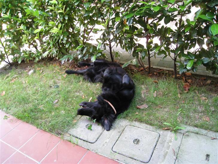 Flat coated retriever Smilla R.I.P <3.. - haha smilla ruller sig billede 4