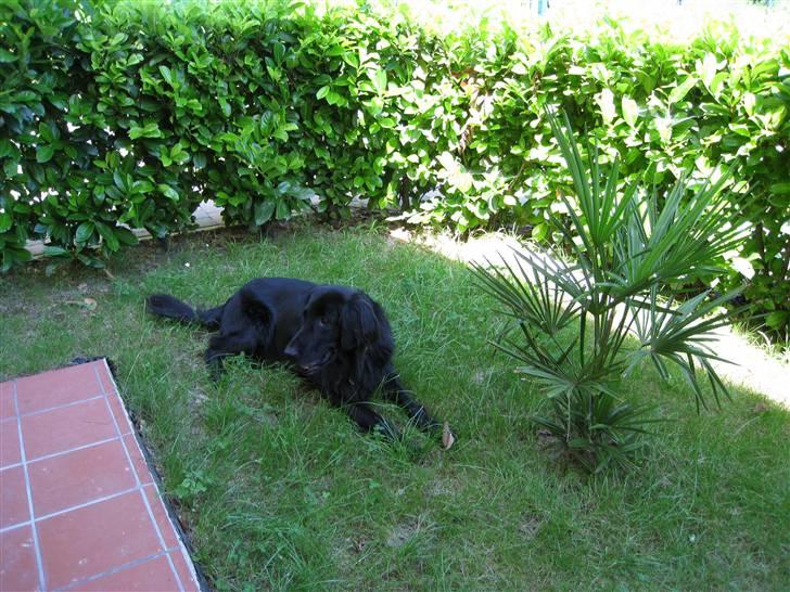 Flat coated retriever Smilla R.I.P <3.. billede 5