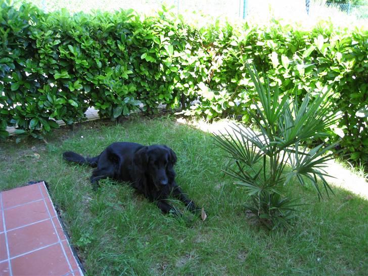 Flat coated retriever Smilla R.I.P <3.. - smilla i vores sommerhus billede 6