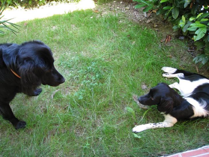 Flat coated retriever Smilla R.I.P <3.. - hva laver du..... billede 7