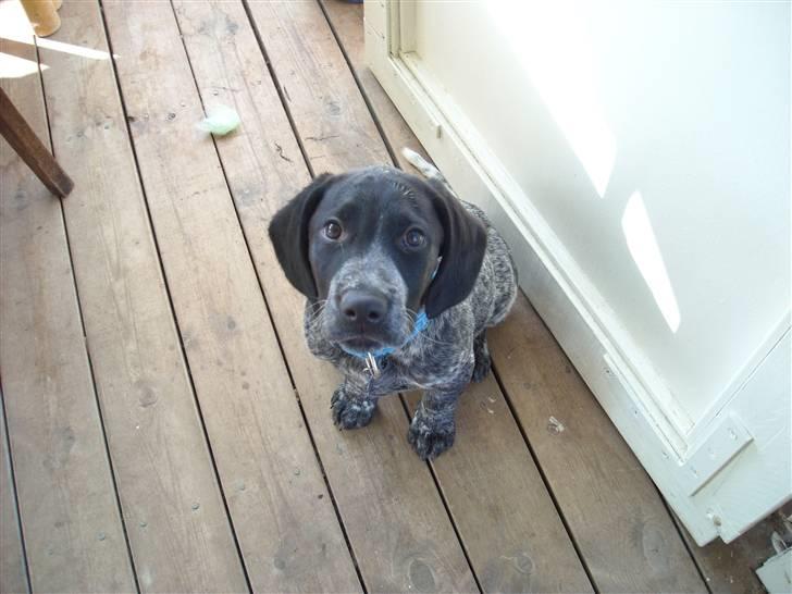 Blanding af racer Bertram billede 1