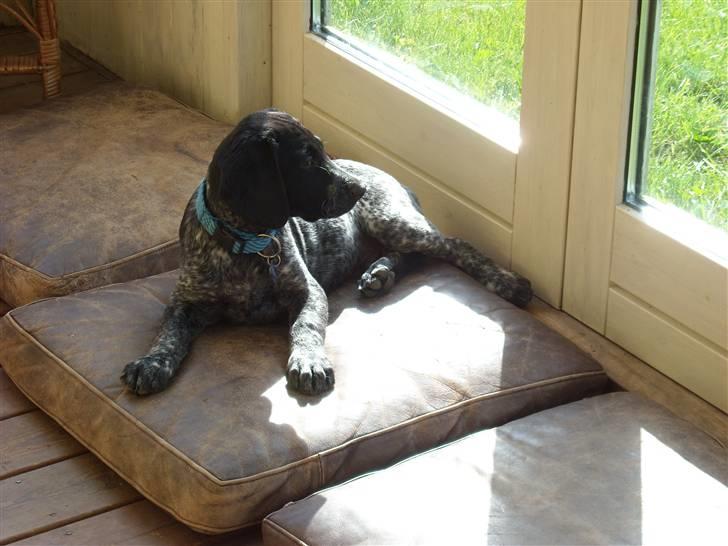 Blanding af racer Bertram billede 2