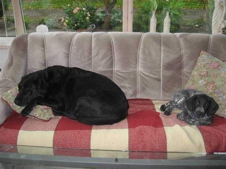 Blanding af racer Bertram billede 3