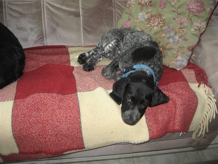 Blanding af racer Bertram billede 4