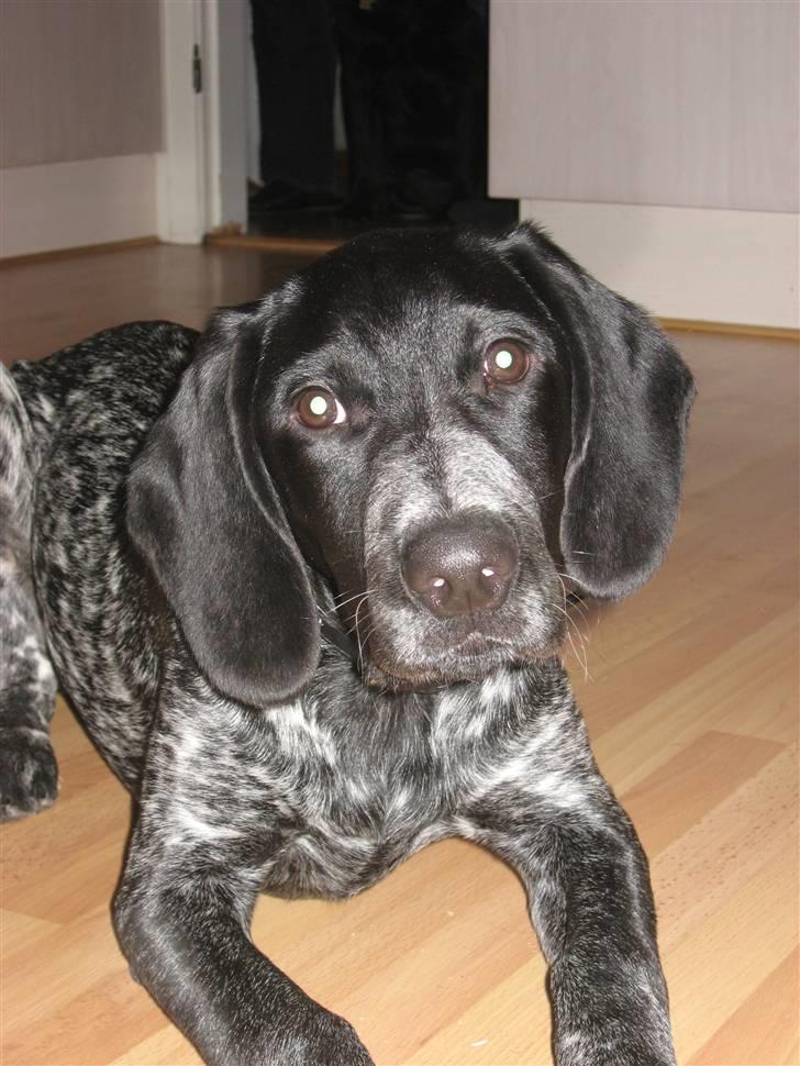 Blanding af racer Bertram billede 5