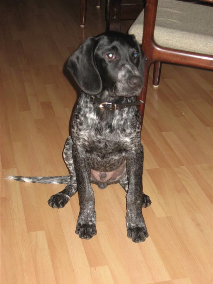 Blanding af racer Bertram billede 6