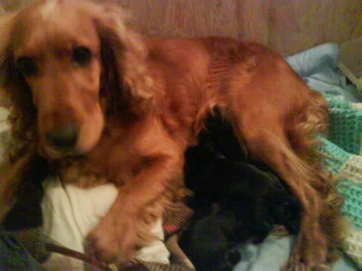 Cocker spaniel Lady - lady med sine søde små hvalpe billede 6