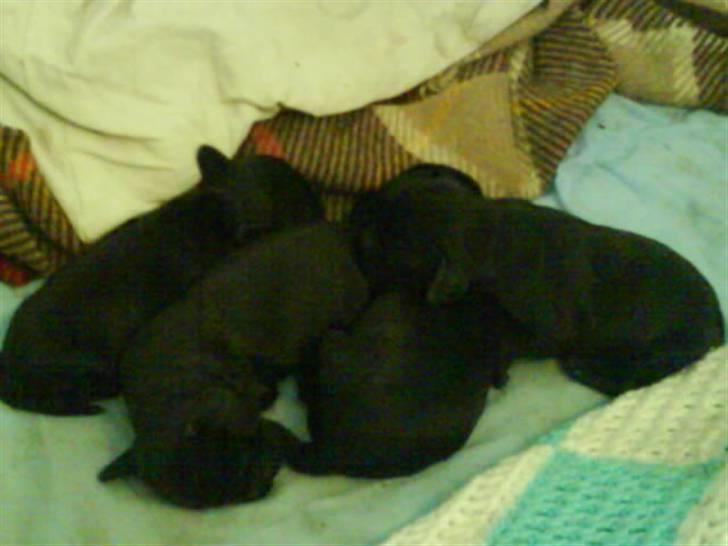 Cocker spaniel Lady - Her er hendes første og søde hvalpe billede 7