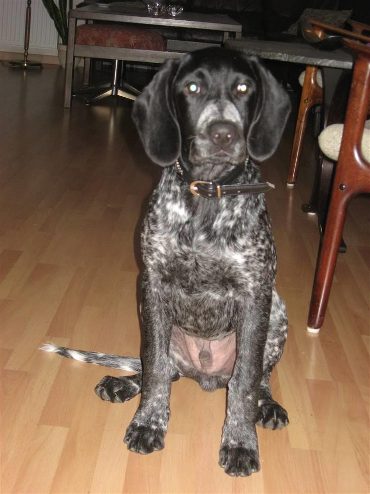 Blanding af racer Bertram billede 7