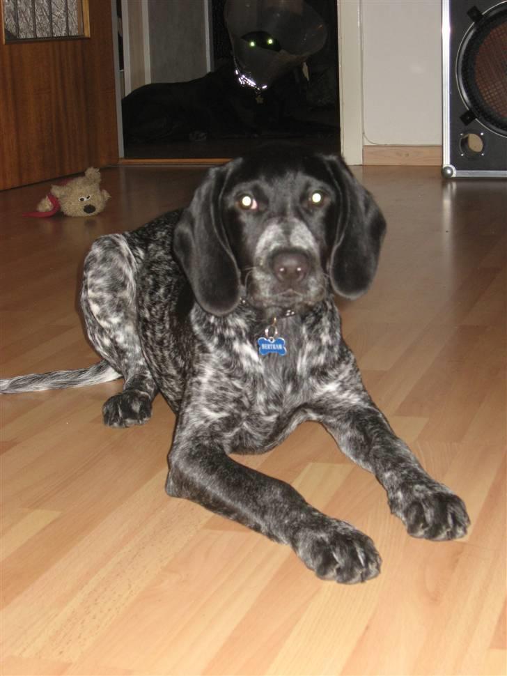 Blanding af racer Bertram billede 8