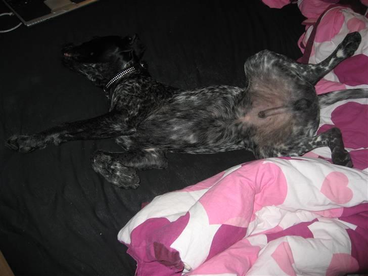 Blanding af racer Bertram billede 9