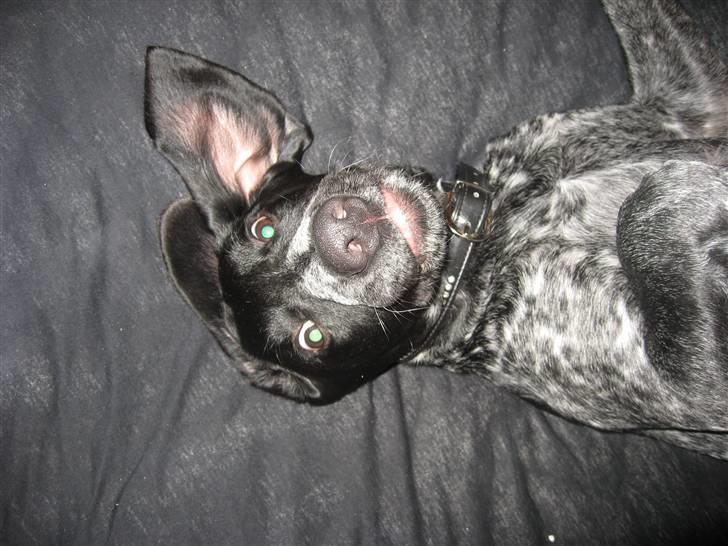 Blanding af racer Bertram billede 10