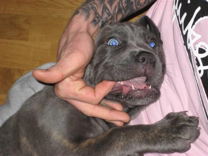 Cane corso Capone - Uhm fars fingre er gode at tygge i..... Men han bryder sig nu ikke så meget om det ;o) billede 7