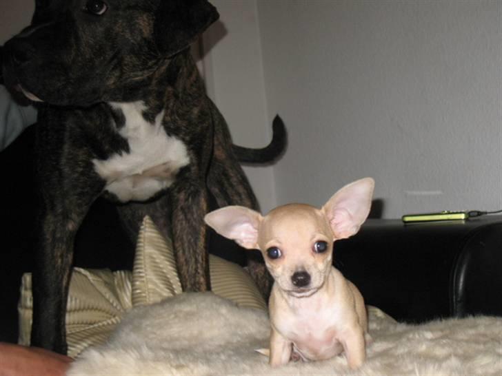 Chihuahua Micki billede 1