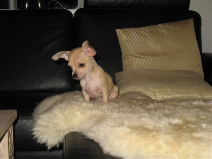 Chihuahua Micki billede 2