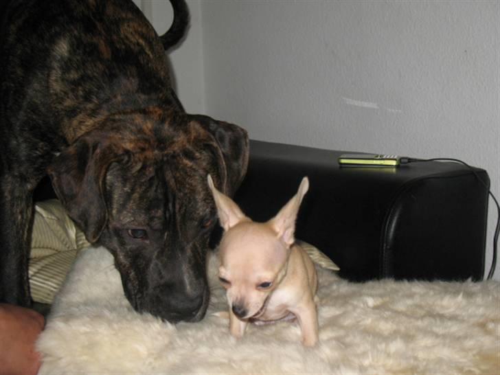 Chihuahua Micki billede 3