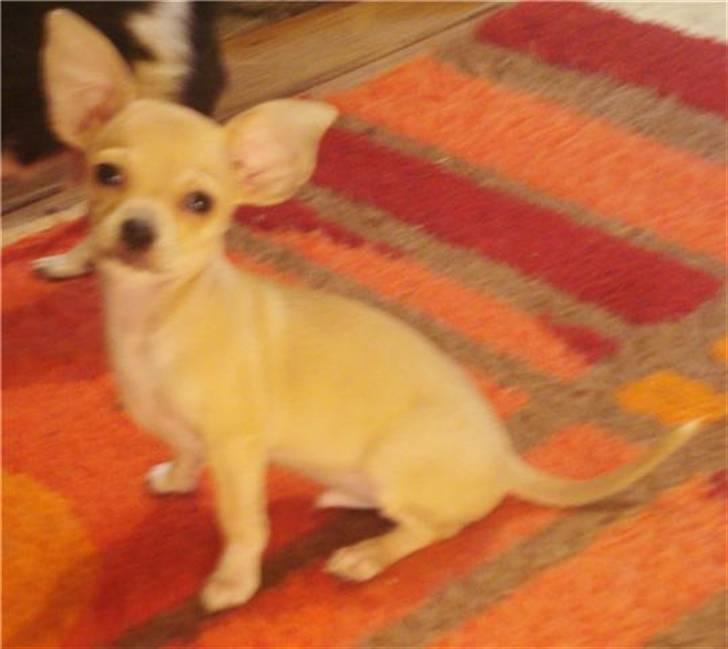 Chihuahua Micki billede 4