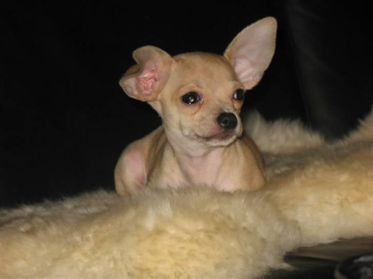 Chihuahua Micki billede 5