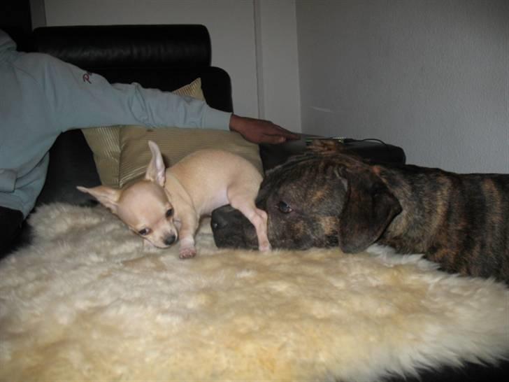 Chihuahua Micki billede 6