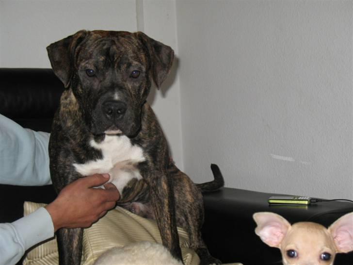 Chihuahua Micki billede 7