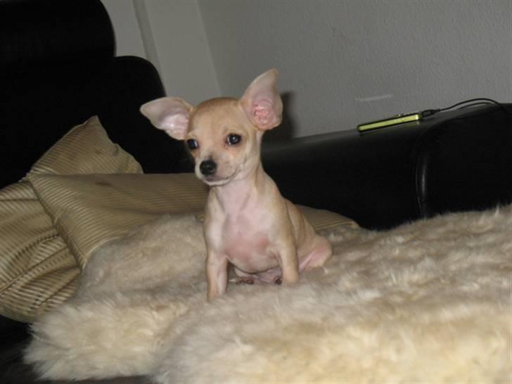 Chihuahua Micki billede 8