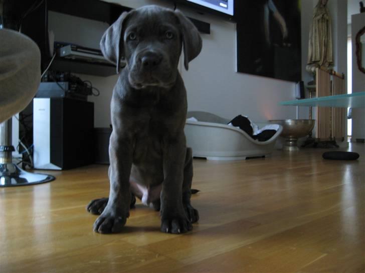 Cane corso Capone - Capone 9 uger og 9,1 kg..... billede 10