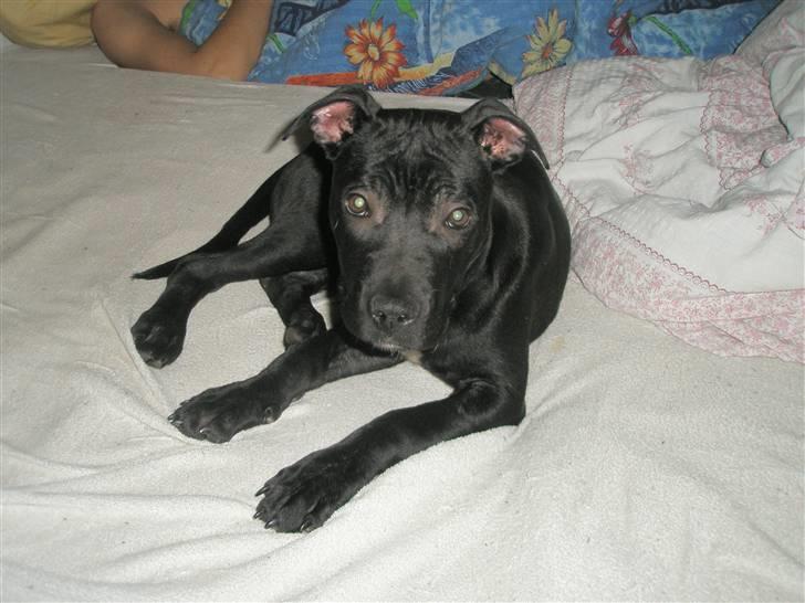 Amerikansk staffordshire terrier Demon Solgt R.I.P billede 1