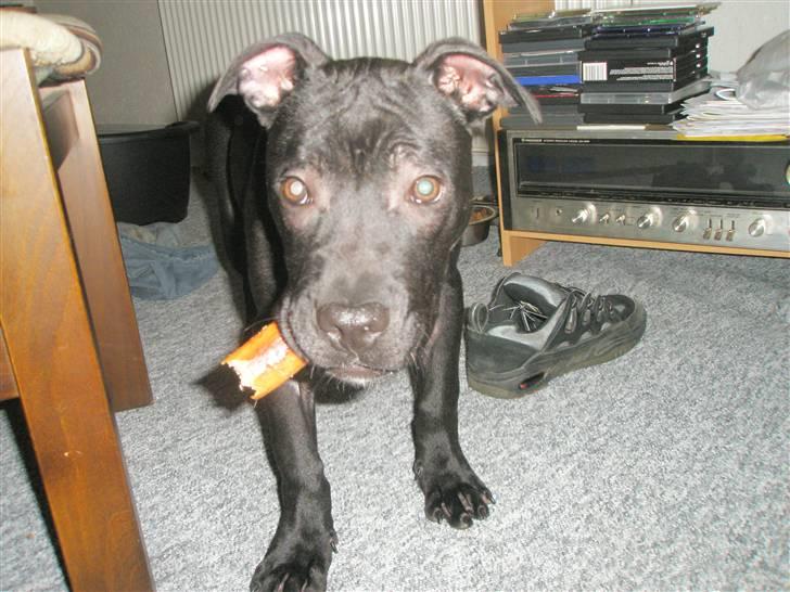 Amerikansk staffordshire terrier Demon Solgt R.I.P billede 2
