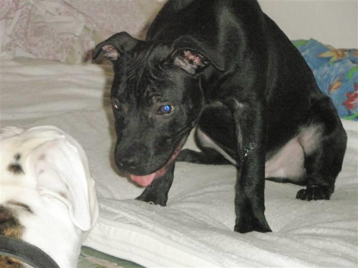 Amerikansk staffordshire terrier Demon Solgt R.I.P billede 3