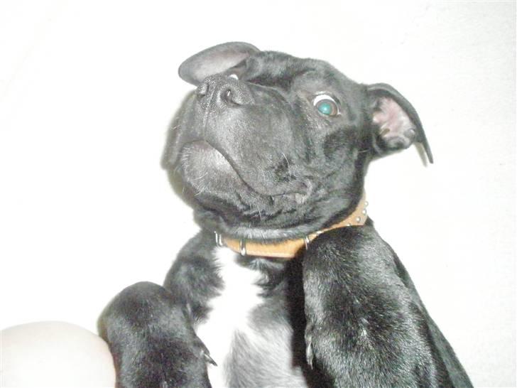 Amerikansk staffordshire terrier Demon Solgt R.I.P billede 4