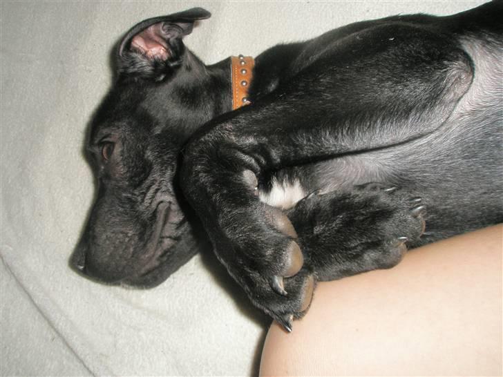 Amerikansk staffordshire terrier Demon Solgt R.I.P billede 5