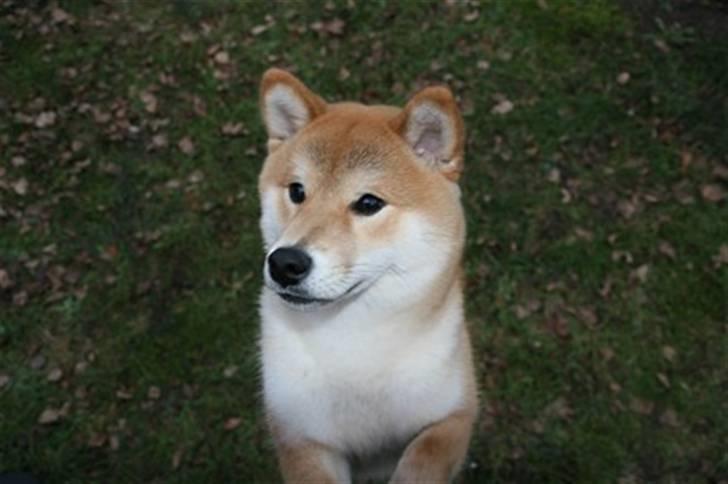 Shiba Zena billede 5