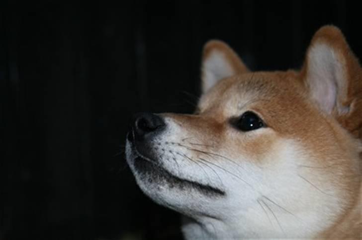 Shiba Zena billede 6