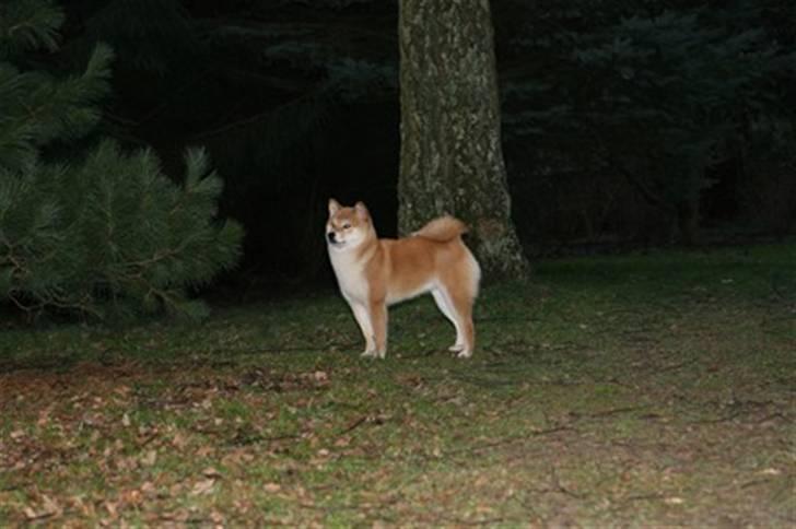 Shiba Zena billede 7