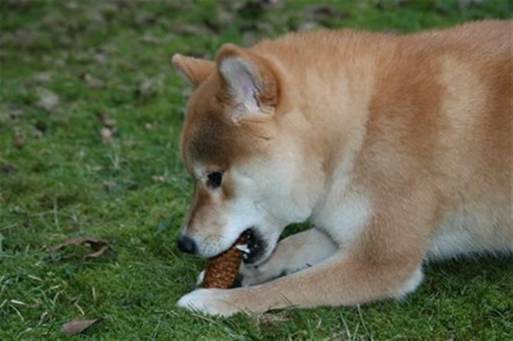 Shiba Zena billede 8