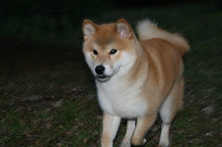 Shiba Zena billede 9