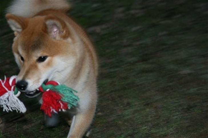 Shiba Zena billede 10