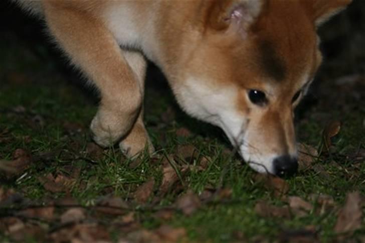 Shiba Zena billede 11