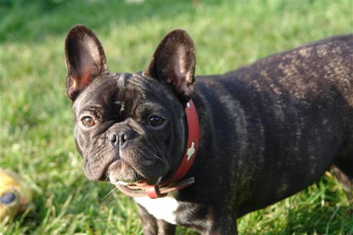 Fransk bulldog Lui Aimeé Coco Chanel billede 12