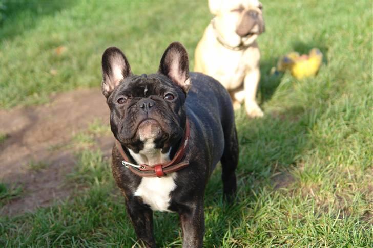 Fransk bulldog Lui Aimeé Coco Chanel billede 13